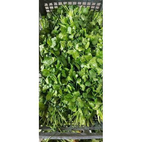 新鲜 香菜 1箱约20扎