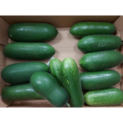节瓜一箱约10kg