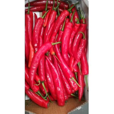 红辣椒 (长)  1 箱约3kg