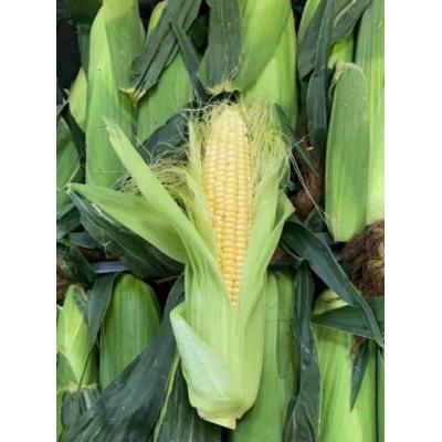 新鲜甜玉米 1箱约28条