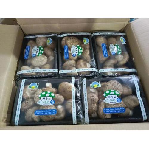新鲜盒装香菇  200g*25