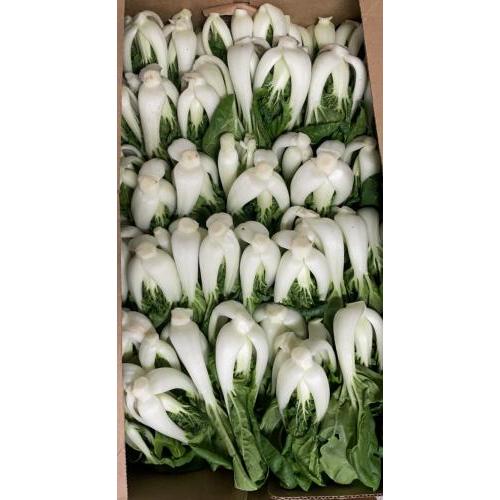 新鲜 本地农场小棵白菜 1箱约4kg