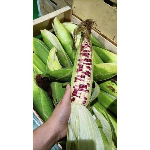 新鲜 彩色糯玉米 1箱约30根