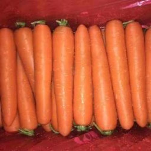 中国 大红萝卜 1箱约10kg