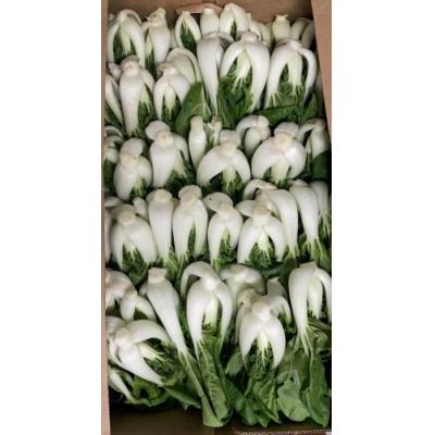小白菜 1箱 6kg