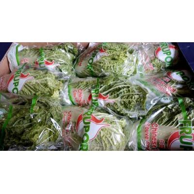欧洲大白菜 1箱 （9颗）